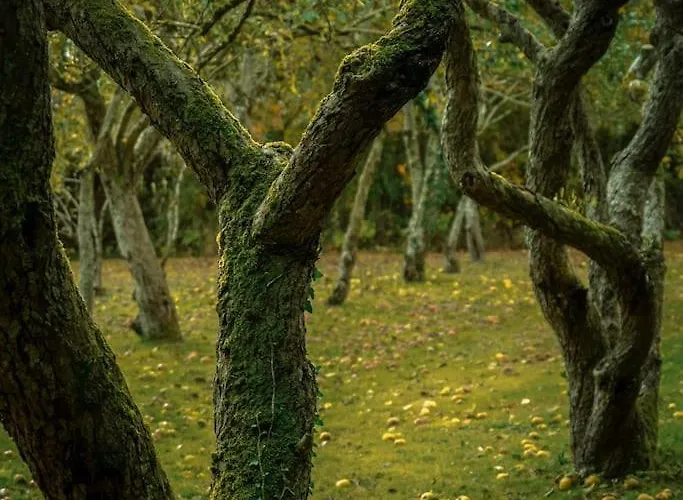 Chateau De La Vigne * Concourson-sur-Layon